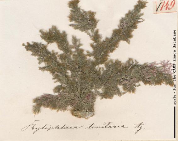 Rytiphlaea tinctoria_149.jpg